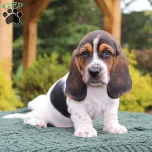 Pepper, Basset Hound Puppy